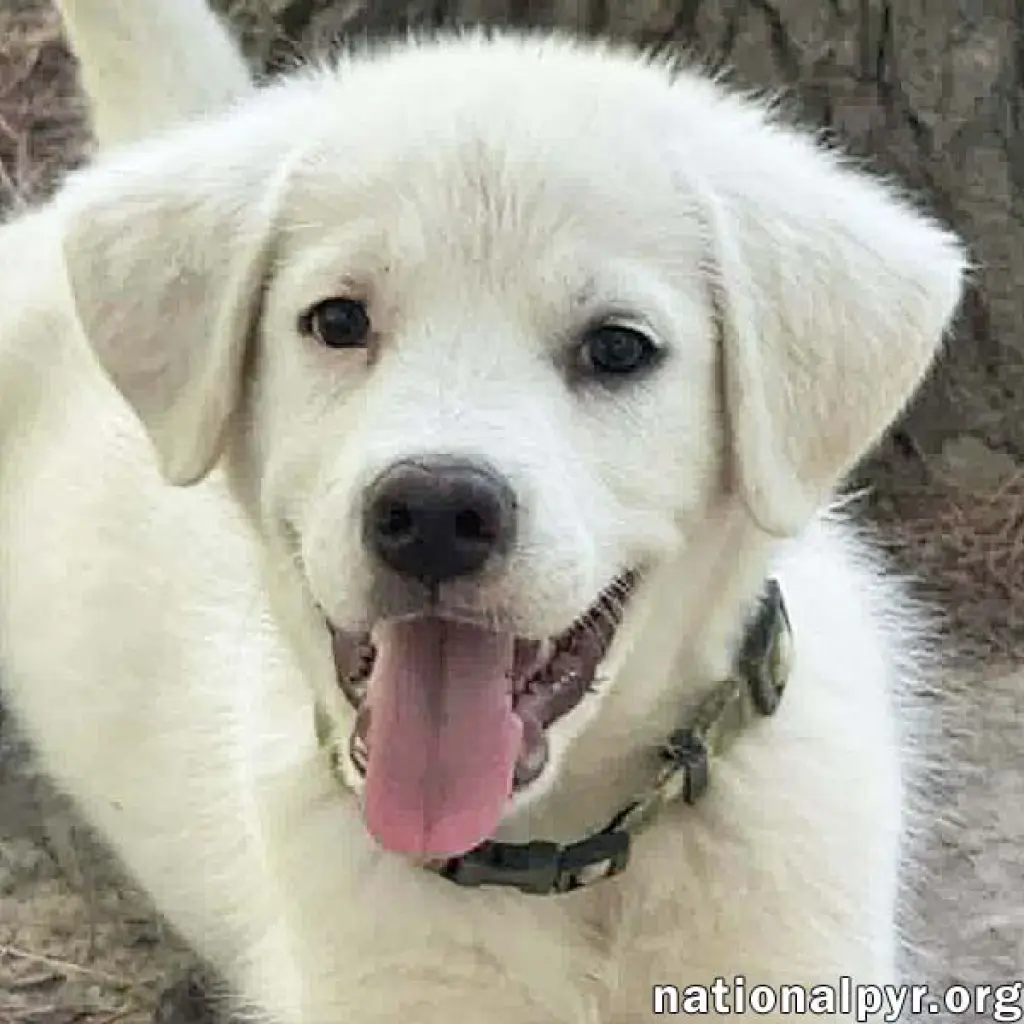 Argos in OH - Confident, Silly & Sweet!