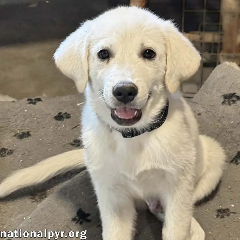 Boreas in OH - Loves Belly Rubs!