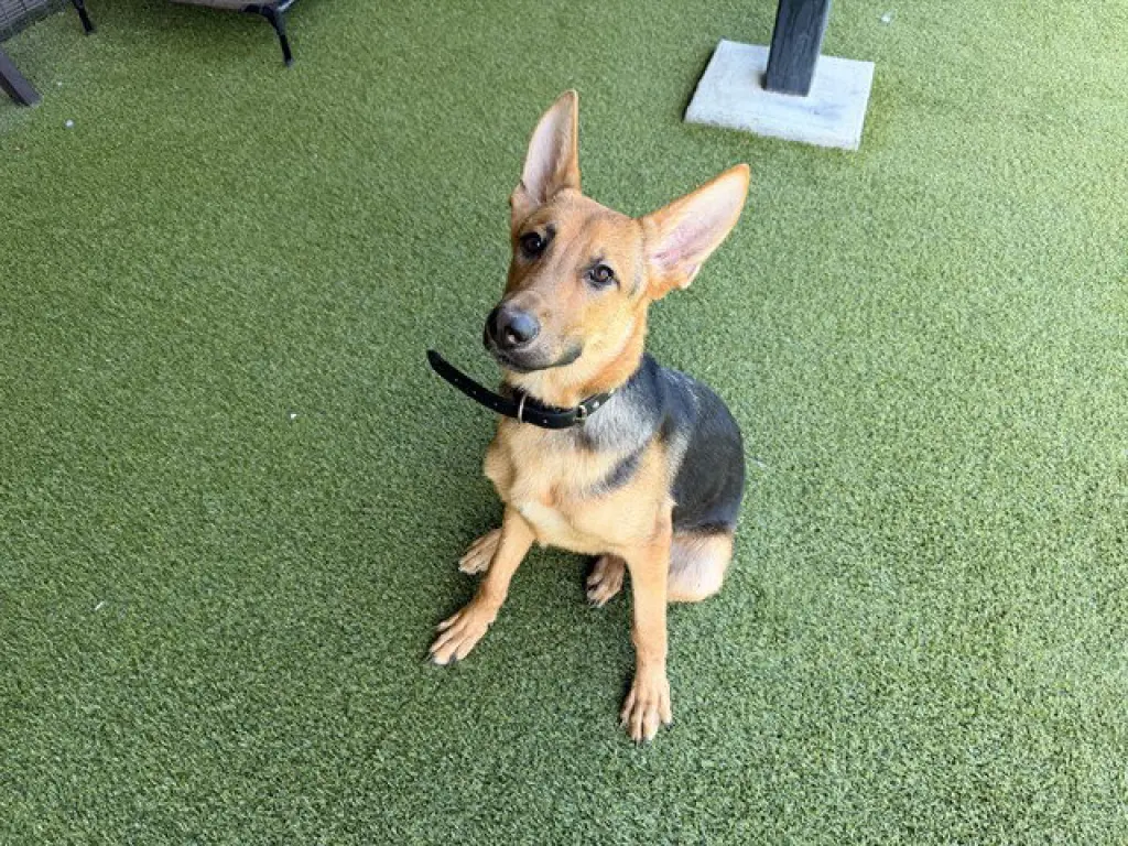 OSCAR