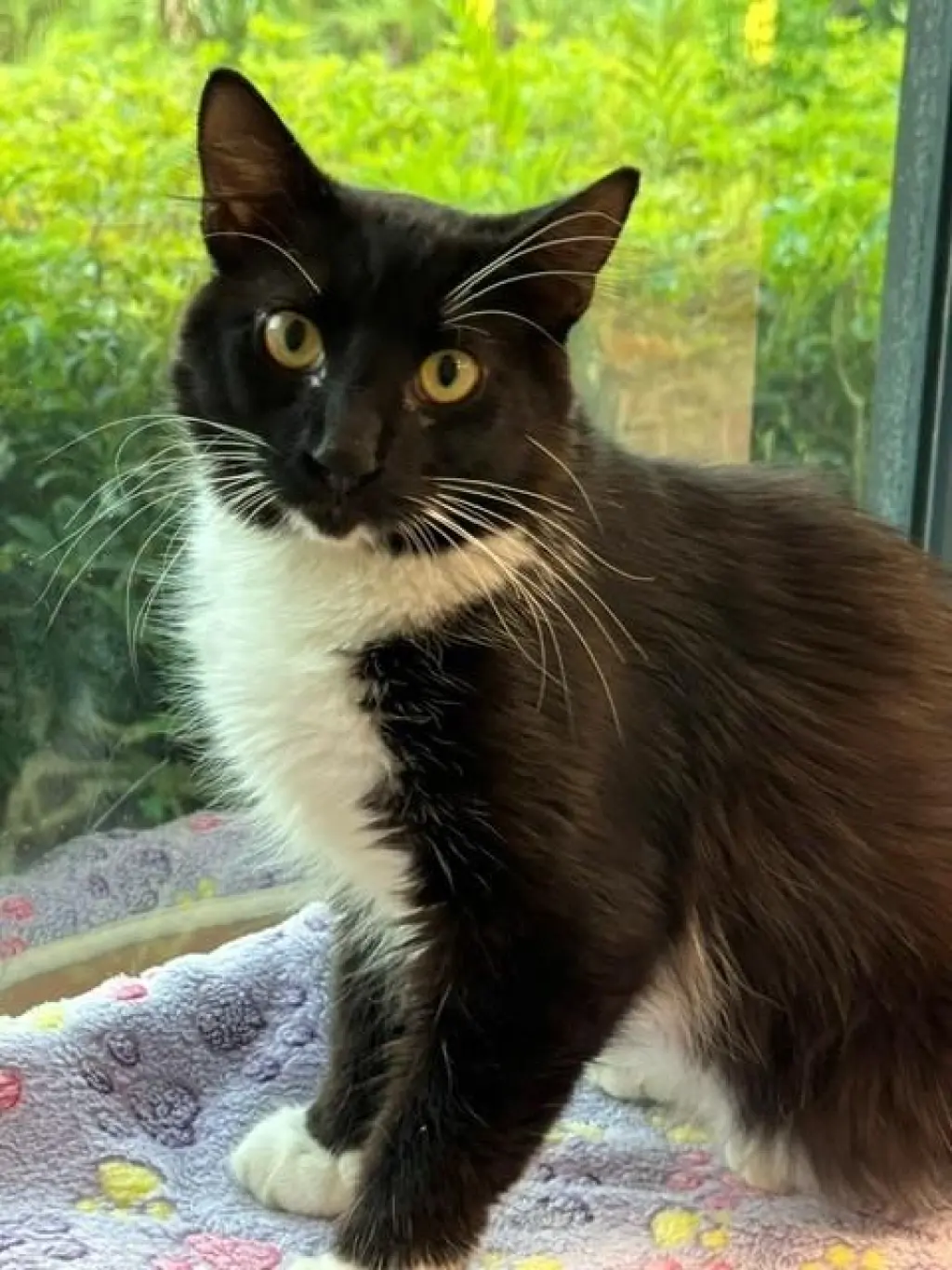 SYLVESTER