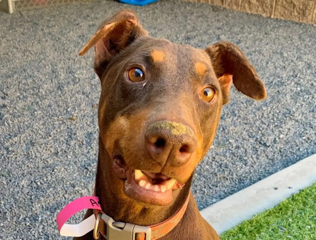DUTCHESS
