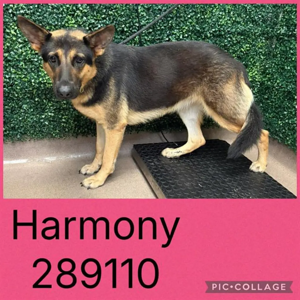 HARMONY