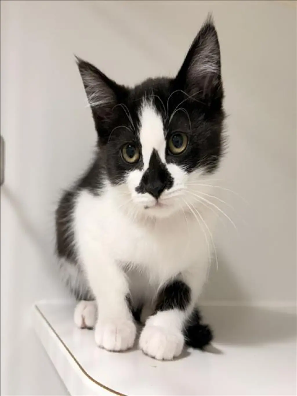 DORY
