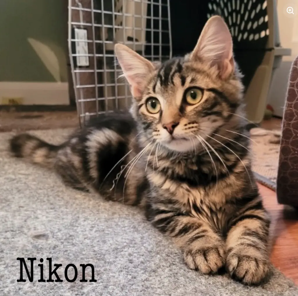 Nikon