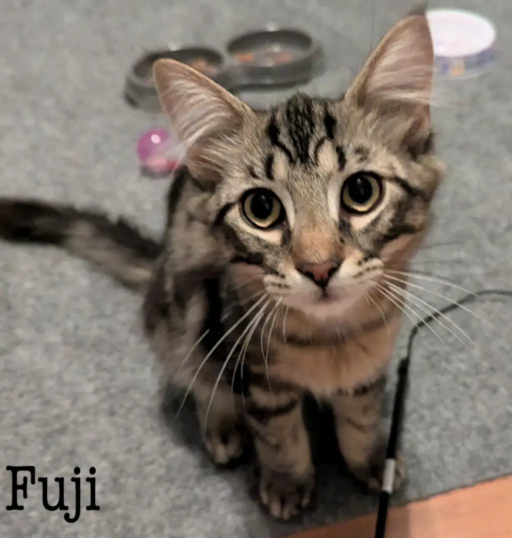 Fuji