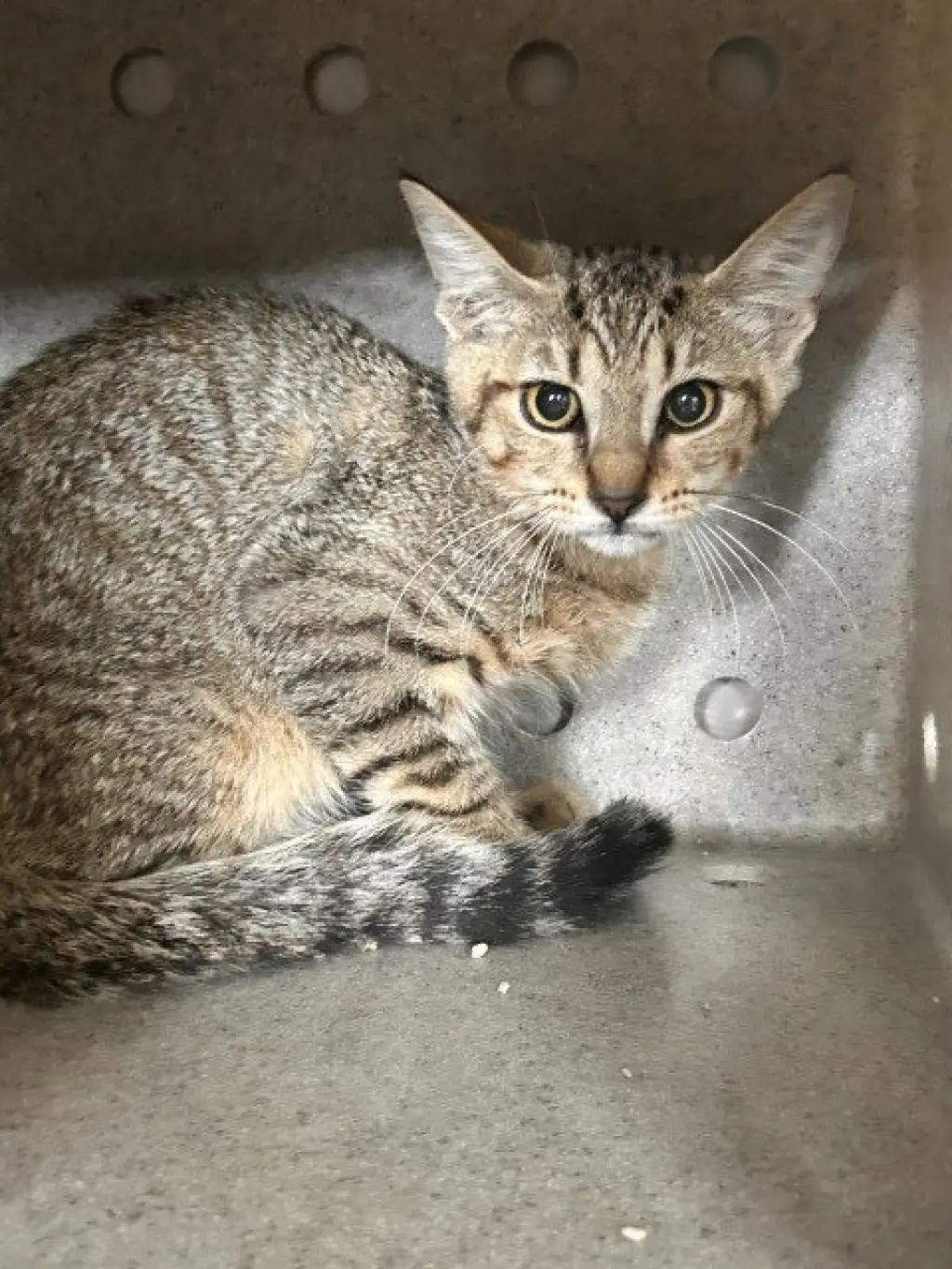 NATASHA