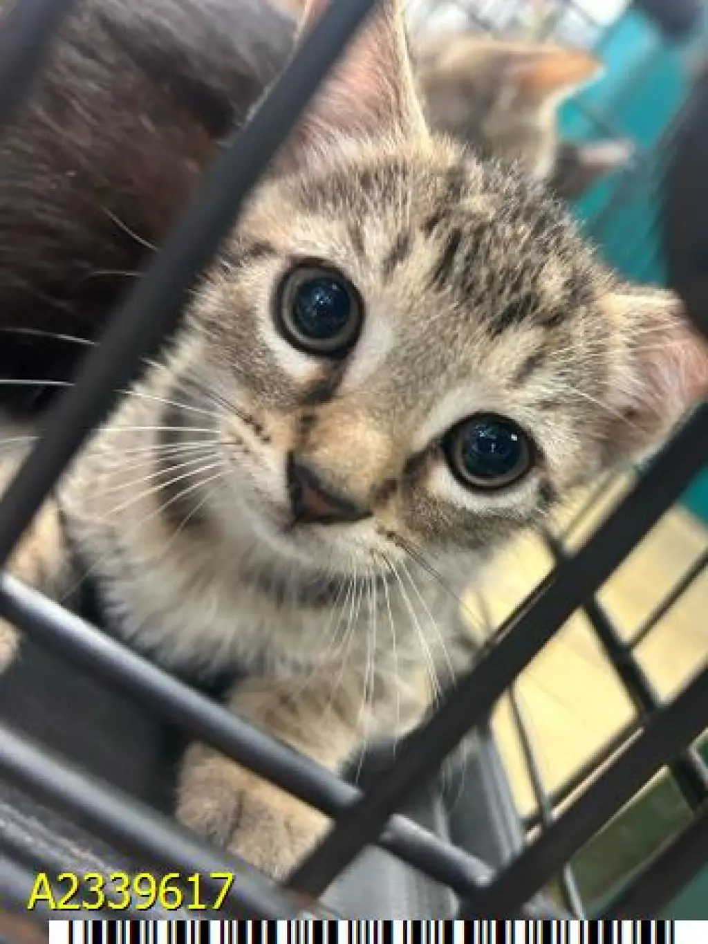 WILLOW