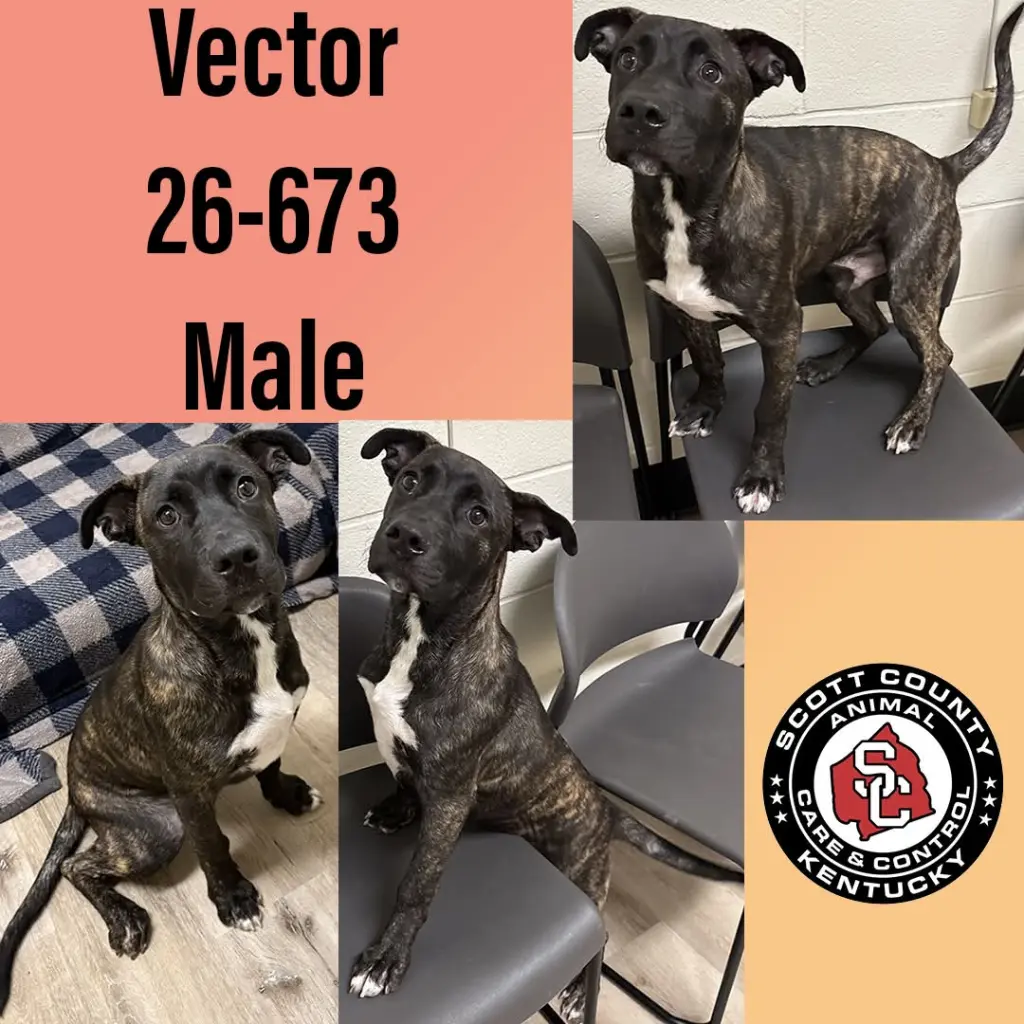 Vector