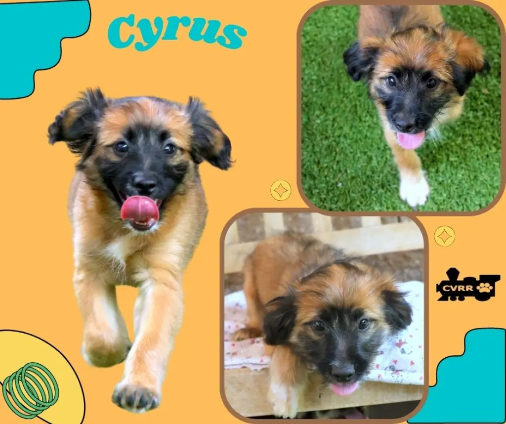 Cyrus (Puppy)