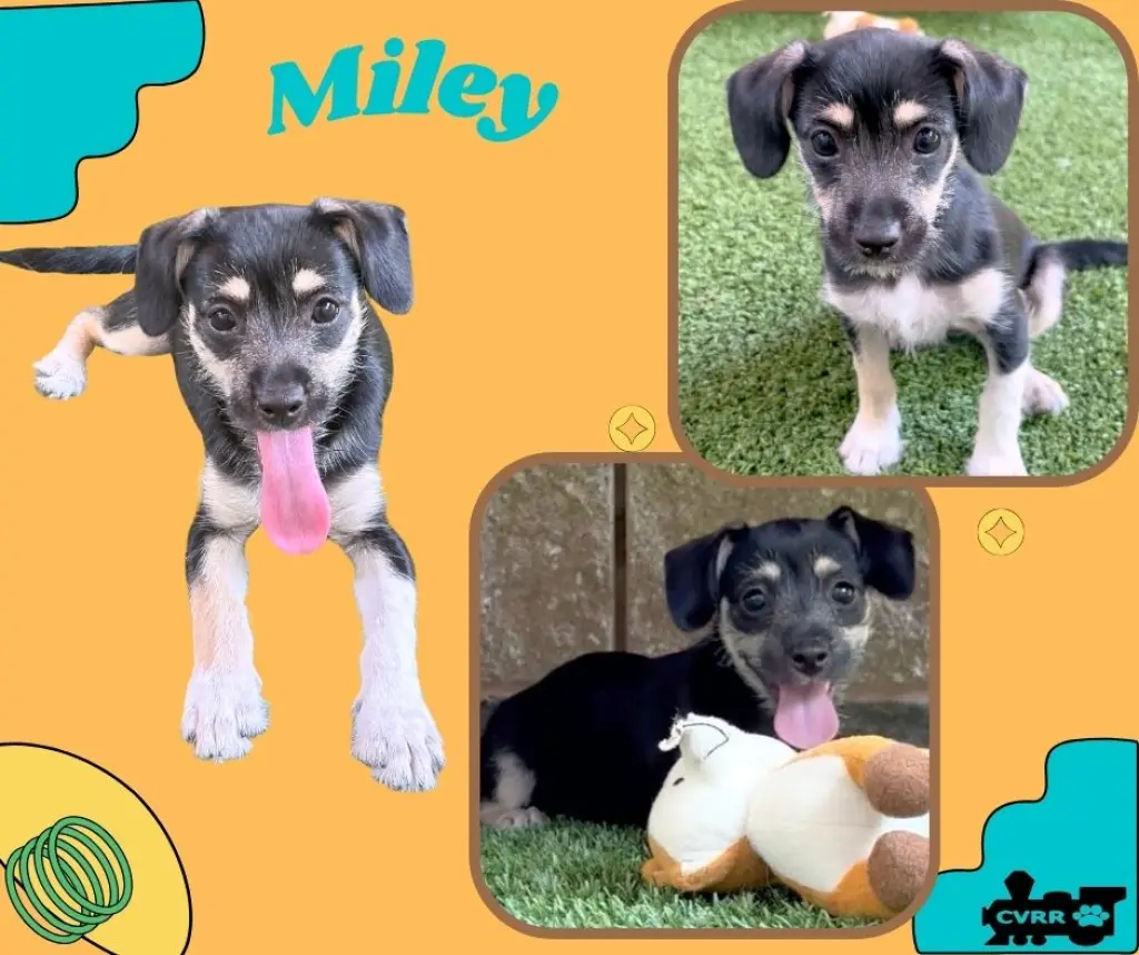 Miley (Puppy)