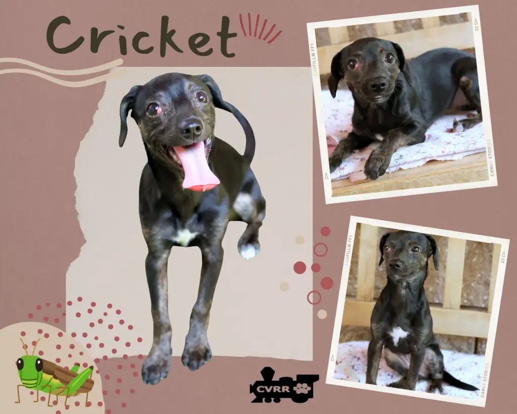Cricket (Puppy)