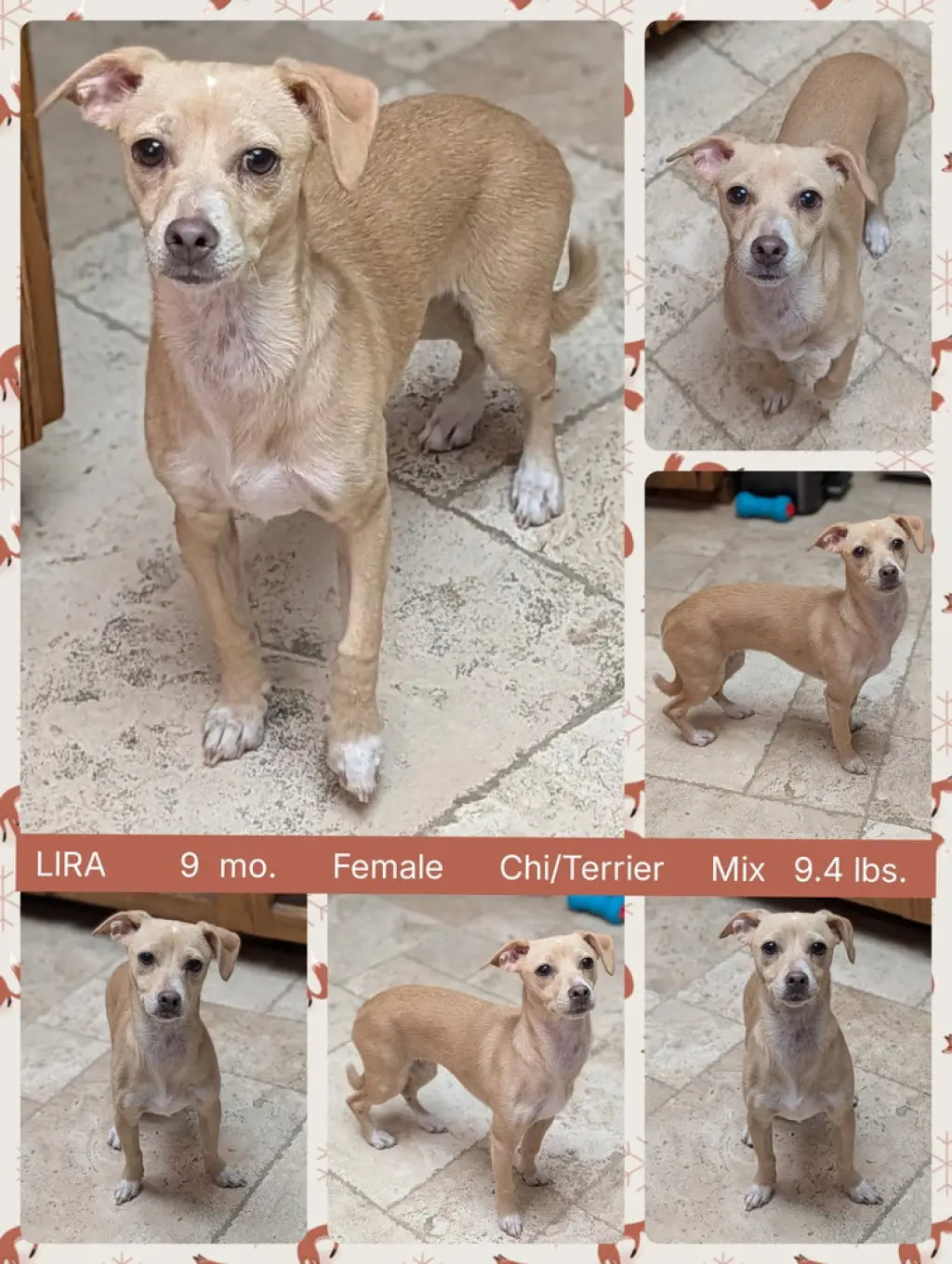 LIRA