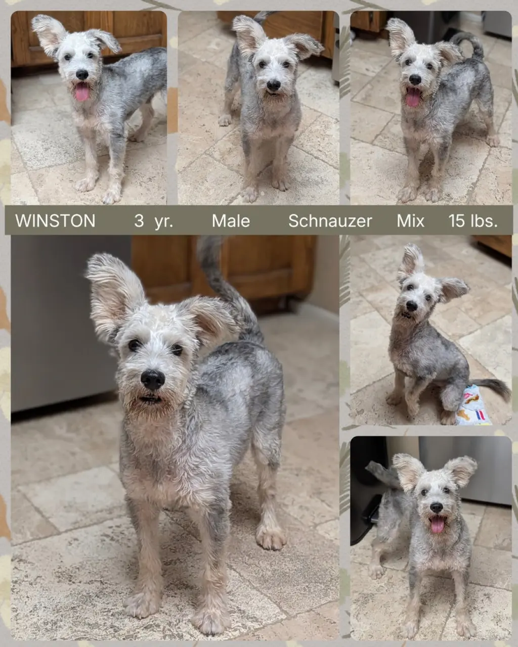 WINSTON