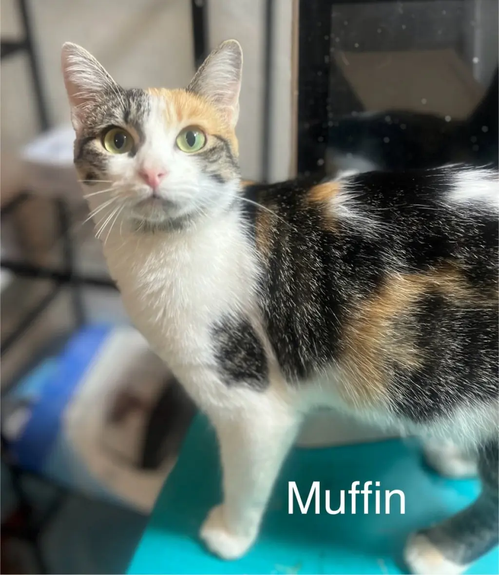 Muffin