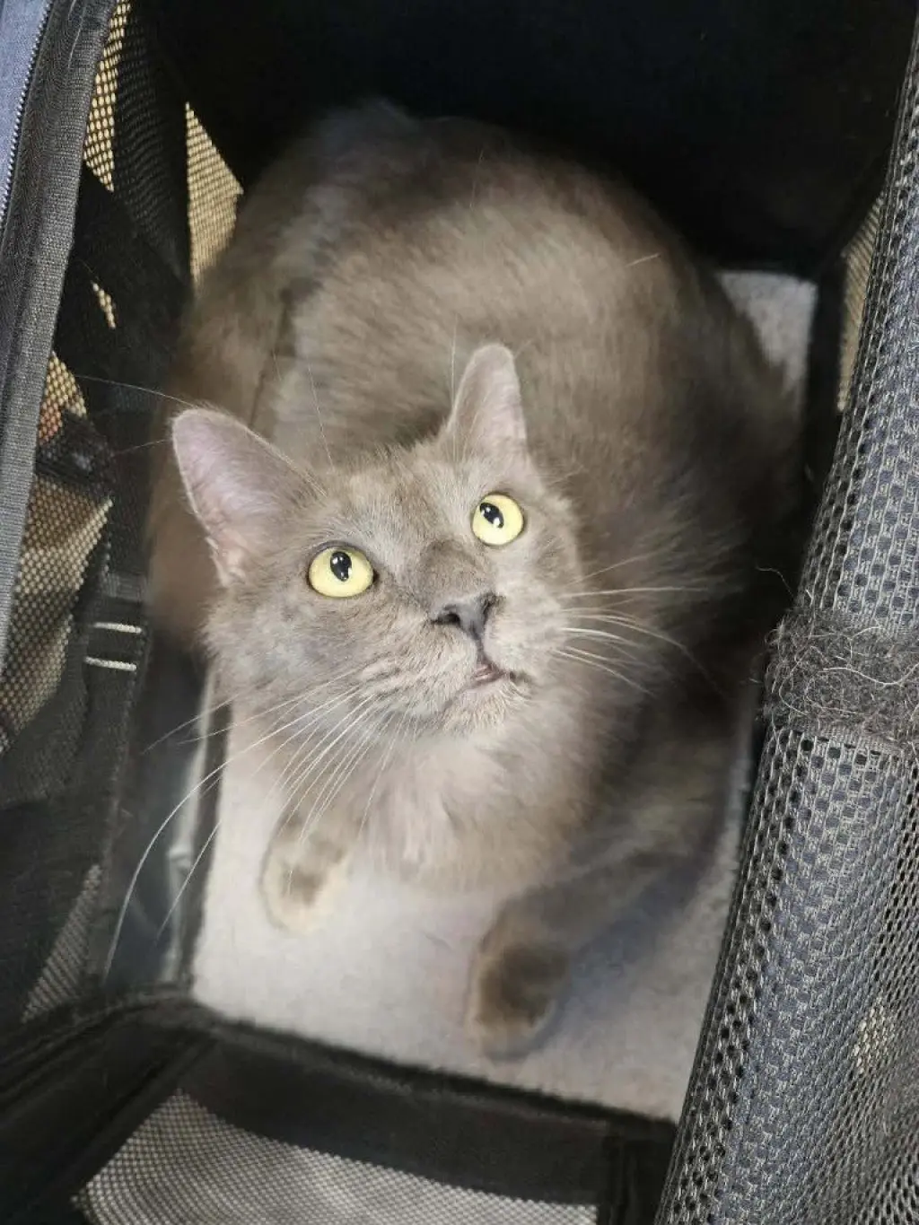 Little Fluff