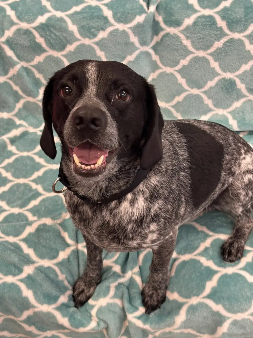 Hershey (Percy)