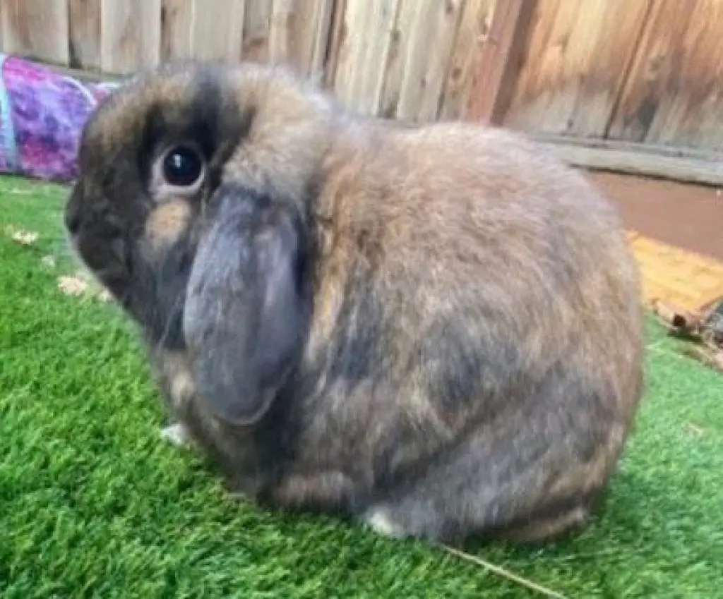 Clover