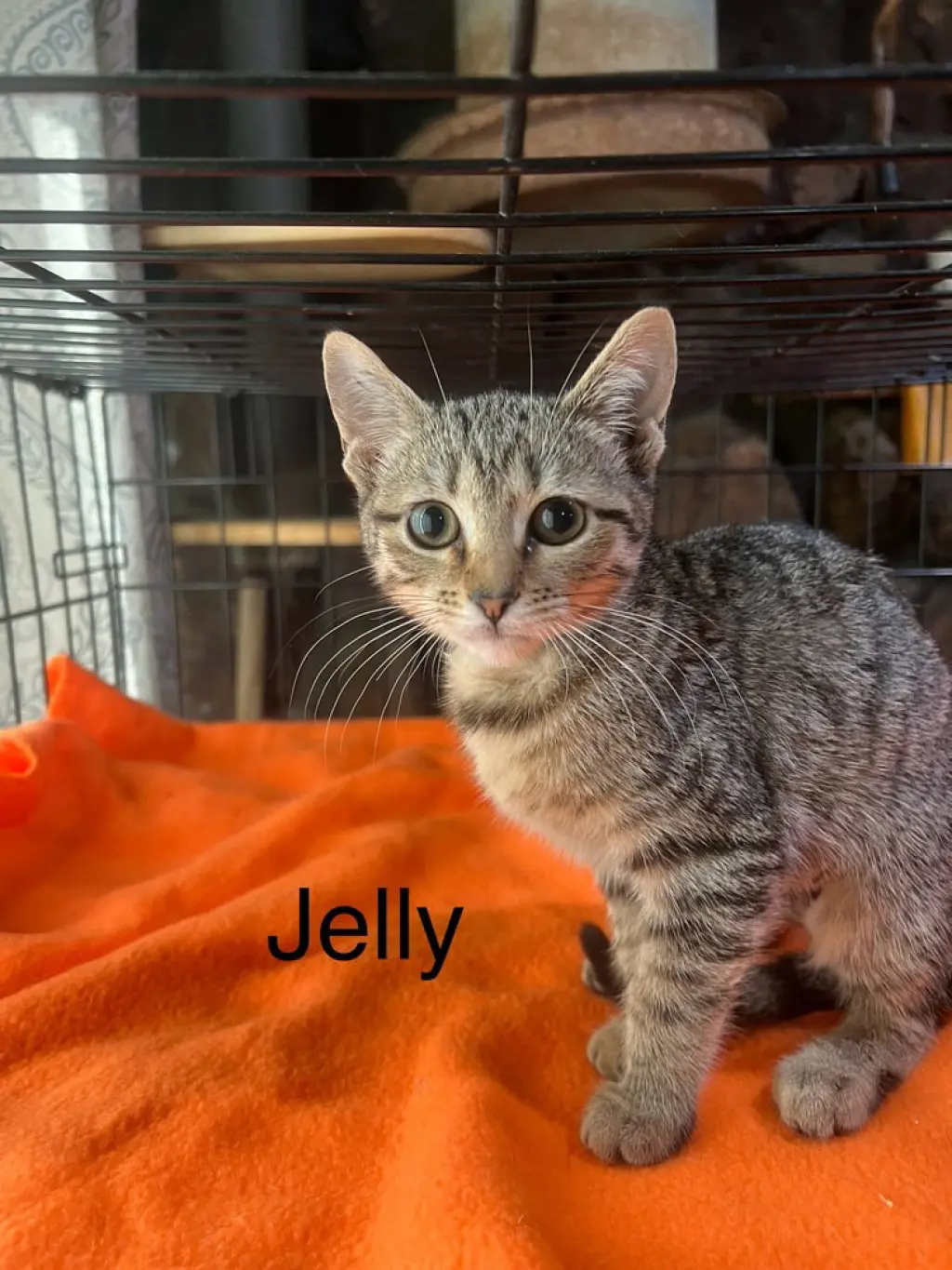 Jelly