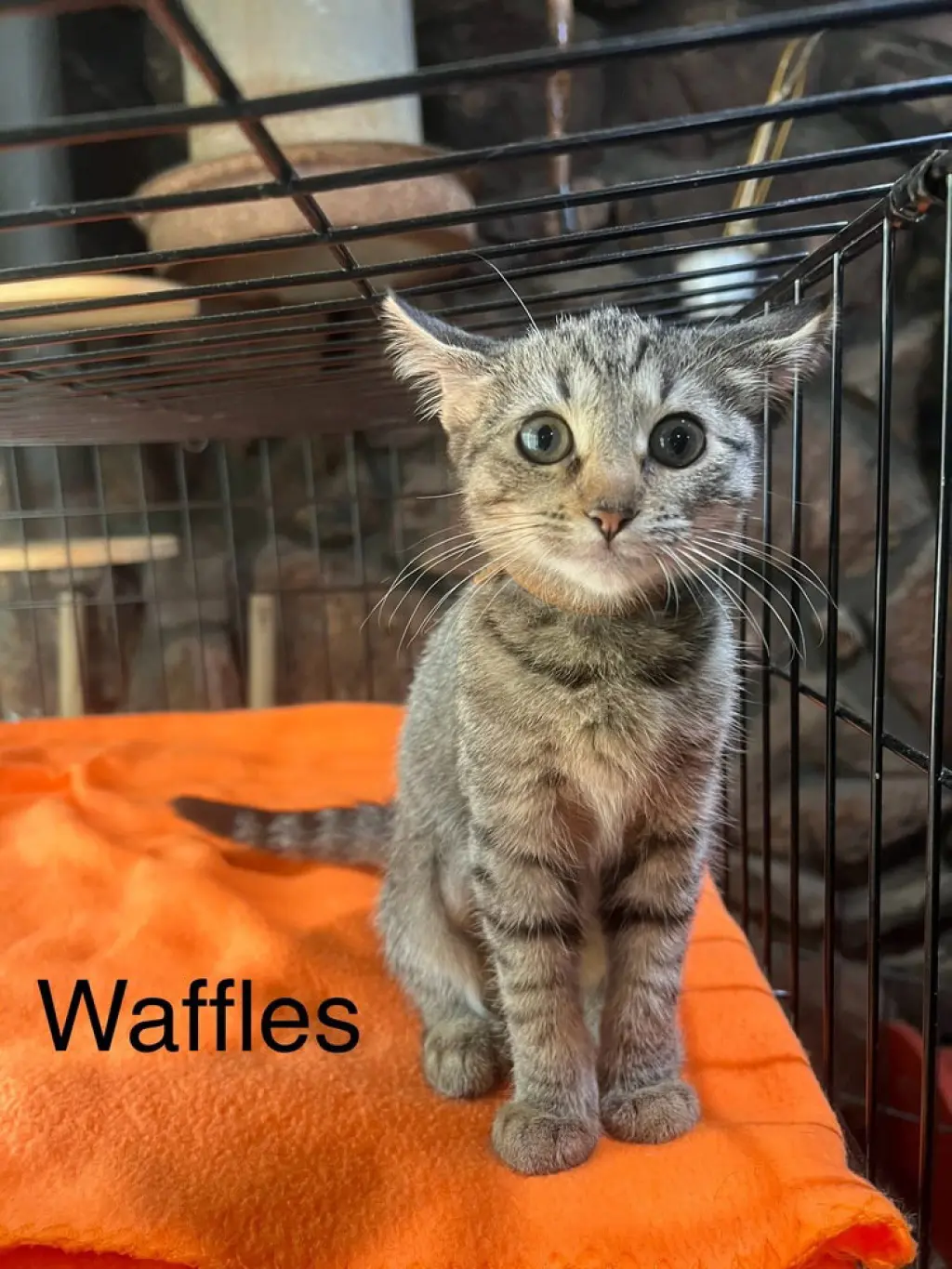 Waffles