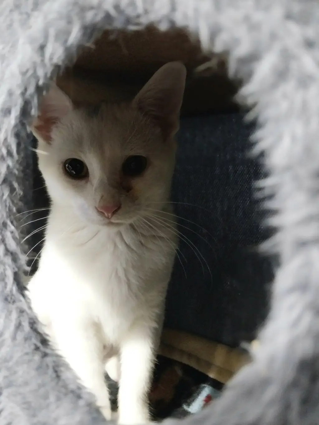 Birdie * IN FOSTER *