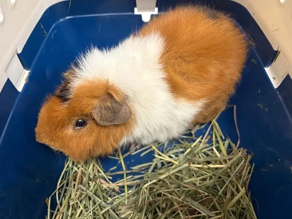 BJORNE