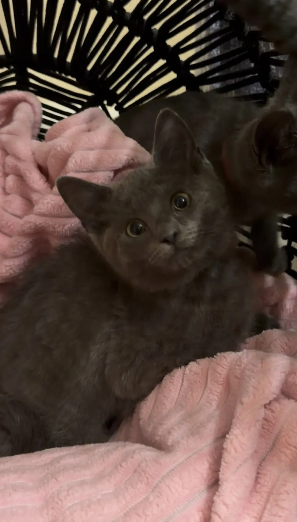 Phoebe kitty