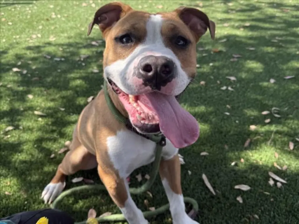 CANELO