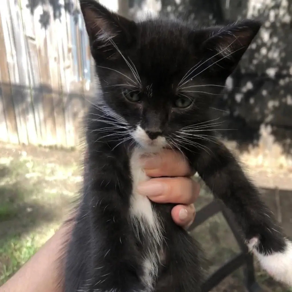 Catman Andy