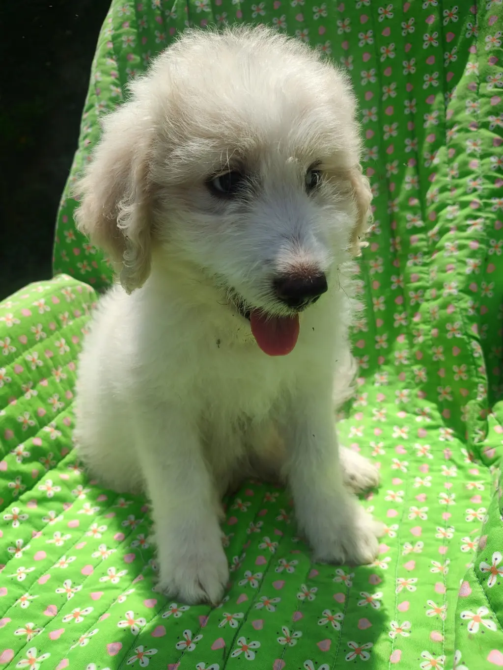 Poppy