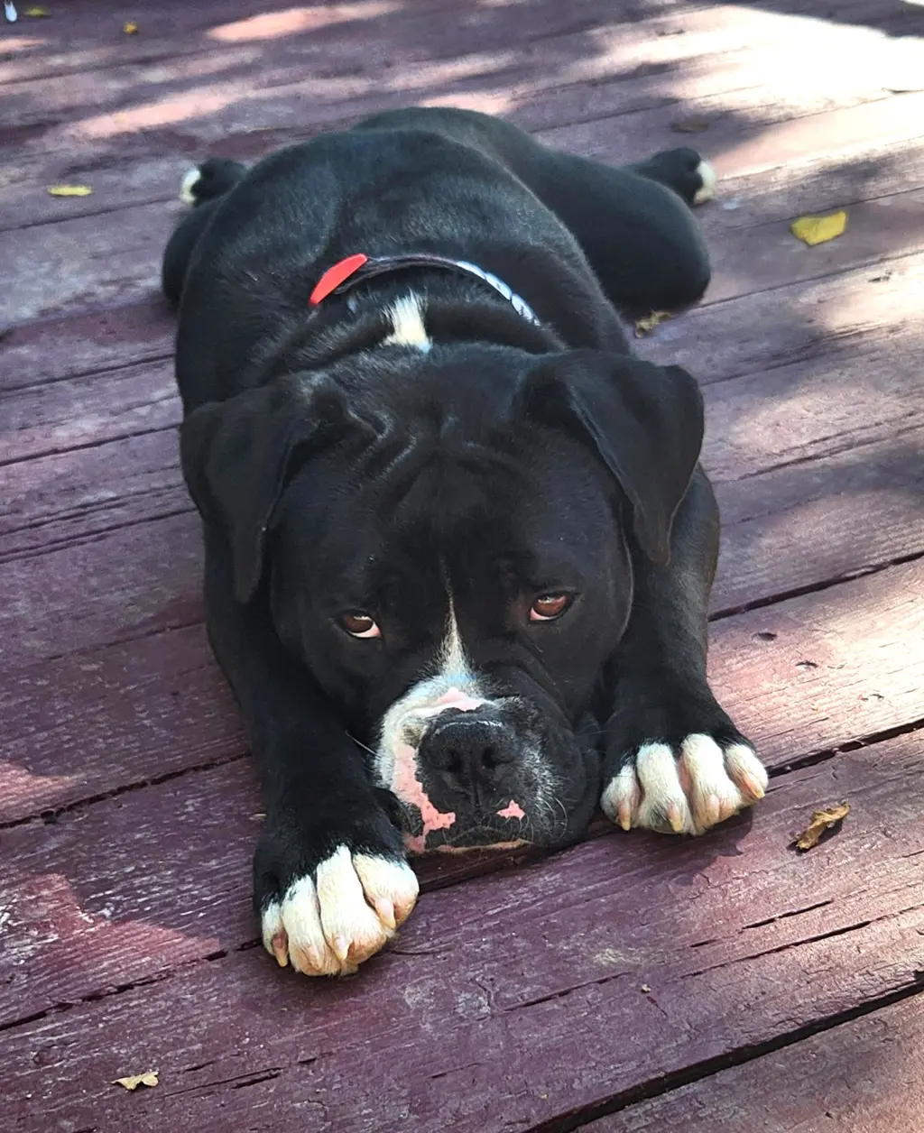 Benny (fka Azul)