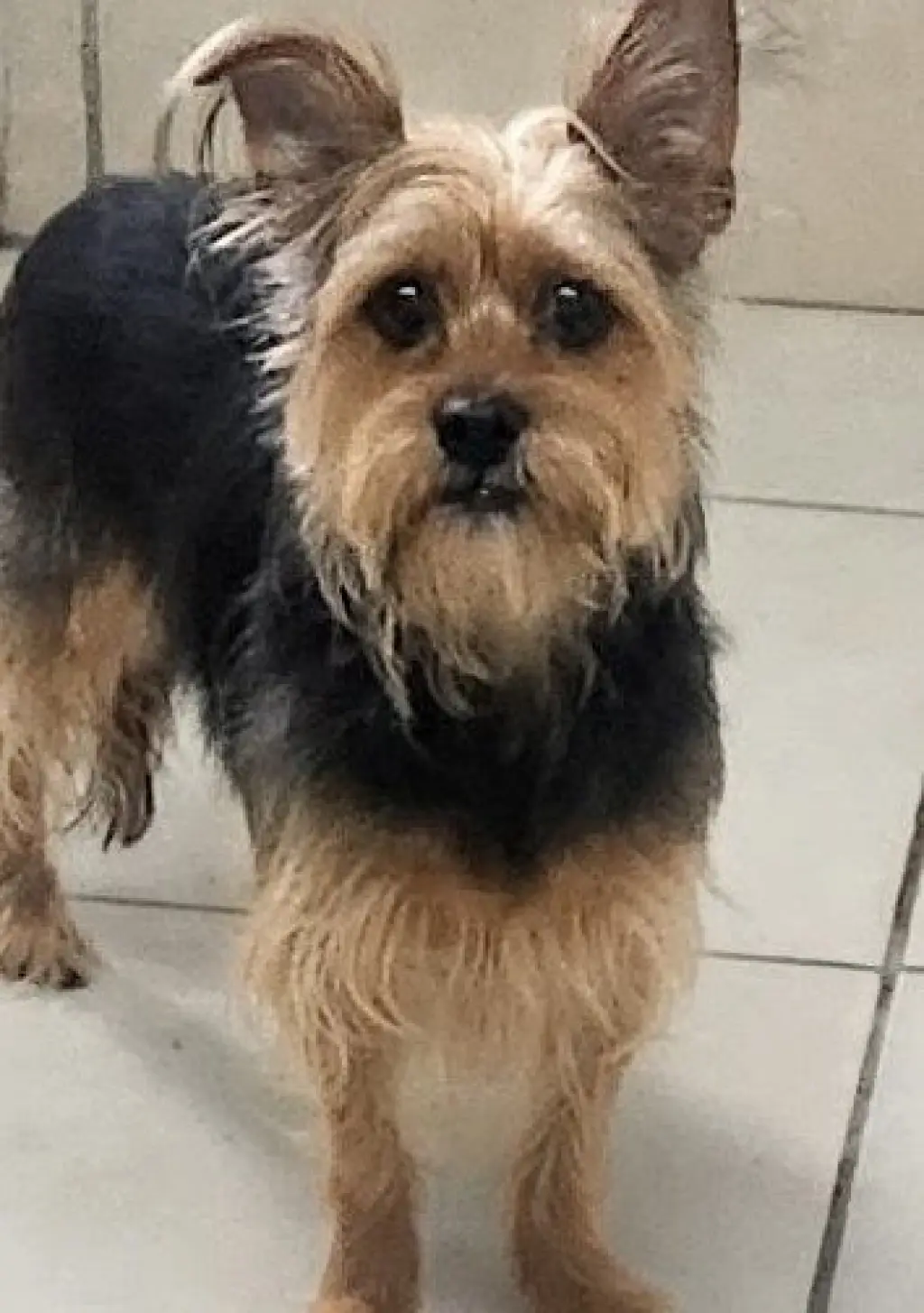Maxwell