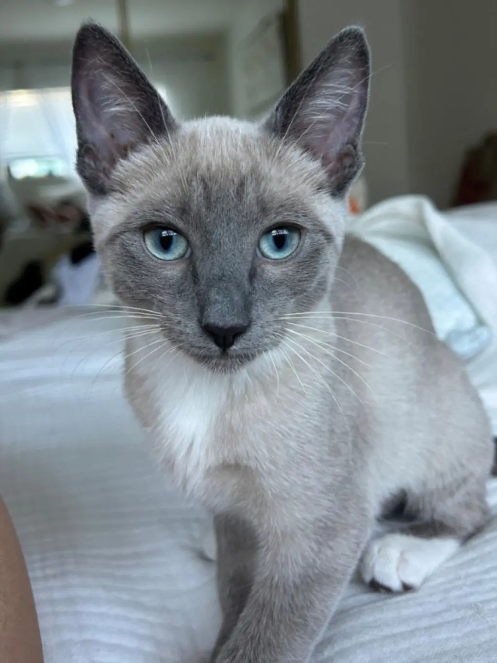 *DAKOTA