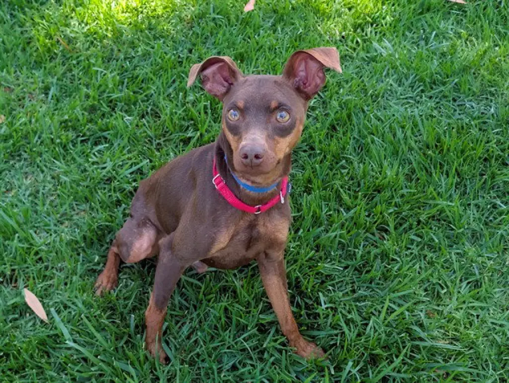 DOBBIE