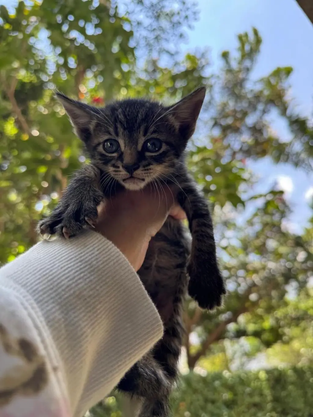 Indigo