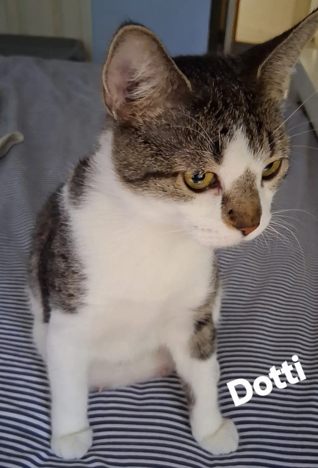 Dotti