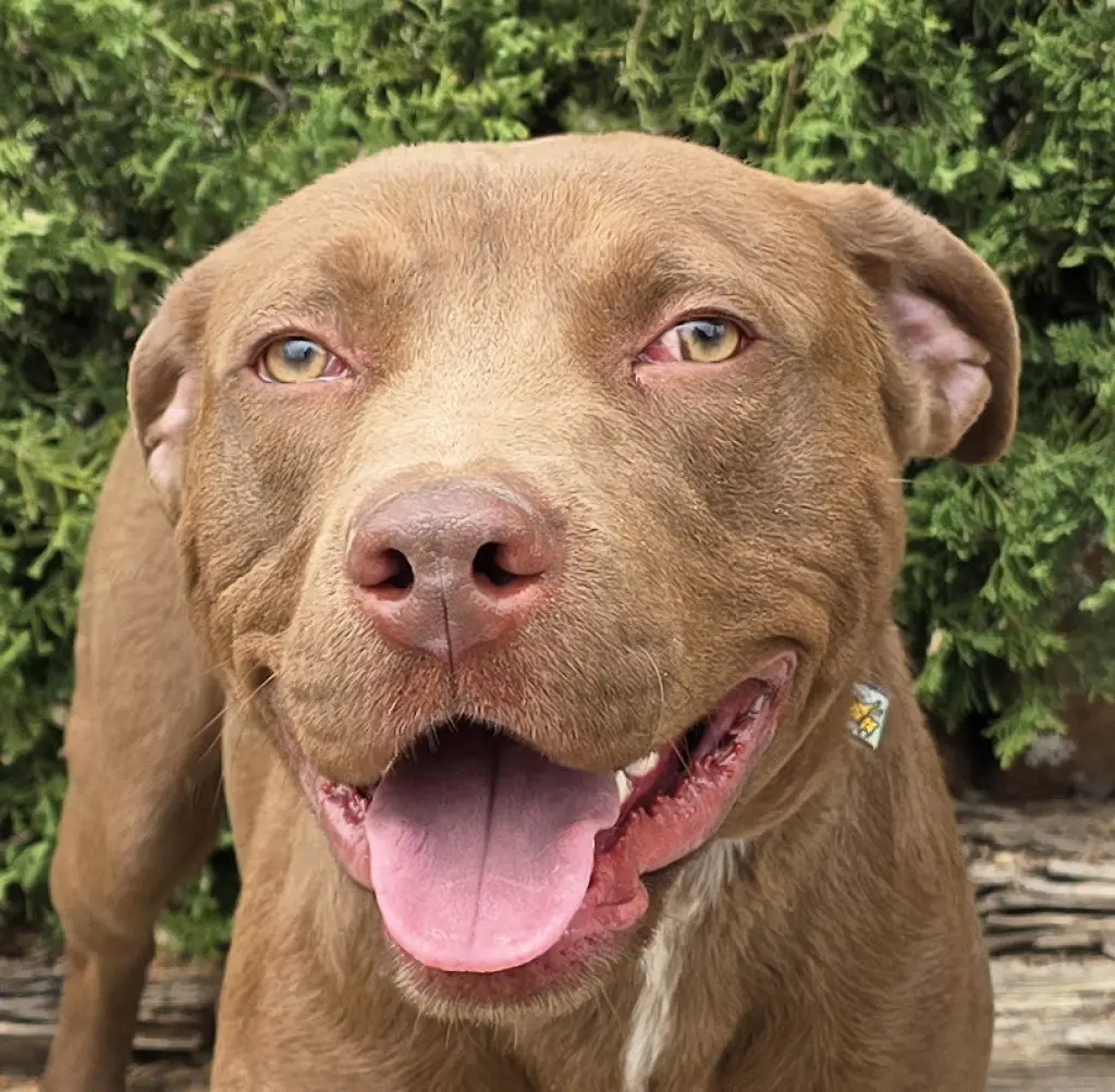 Merry Mr Marco - FUN Easy Pup !
