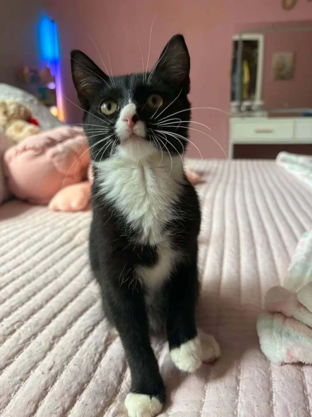 Sylvester