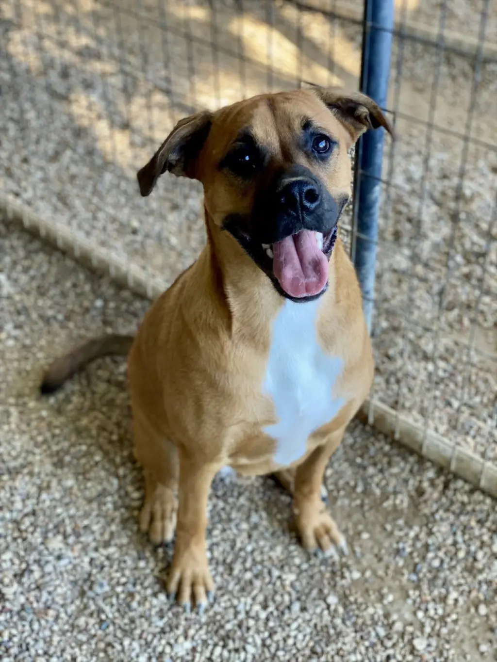 Laredo - Aussie Puppy