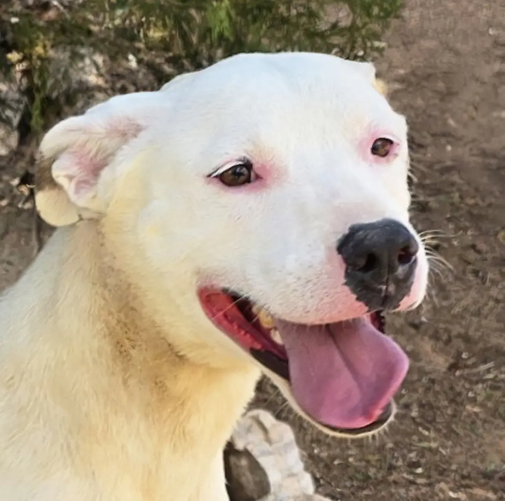 Tender Ms Tacoma ~ Amiable Amstaff