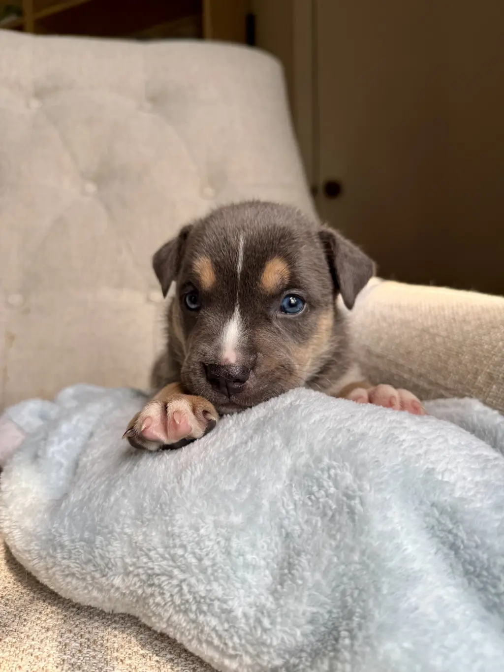 Carmichael- Nuggets litter