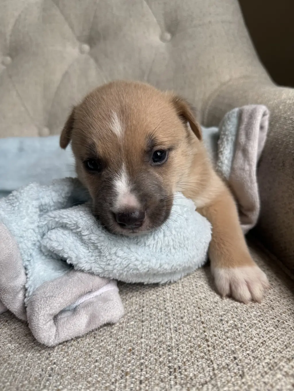 Adner- Nuggets litter