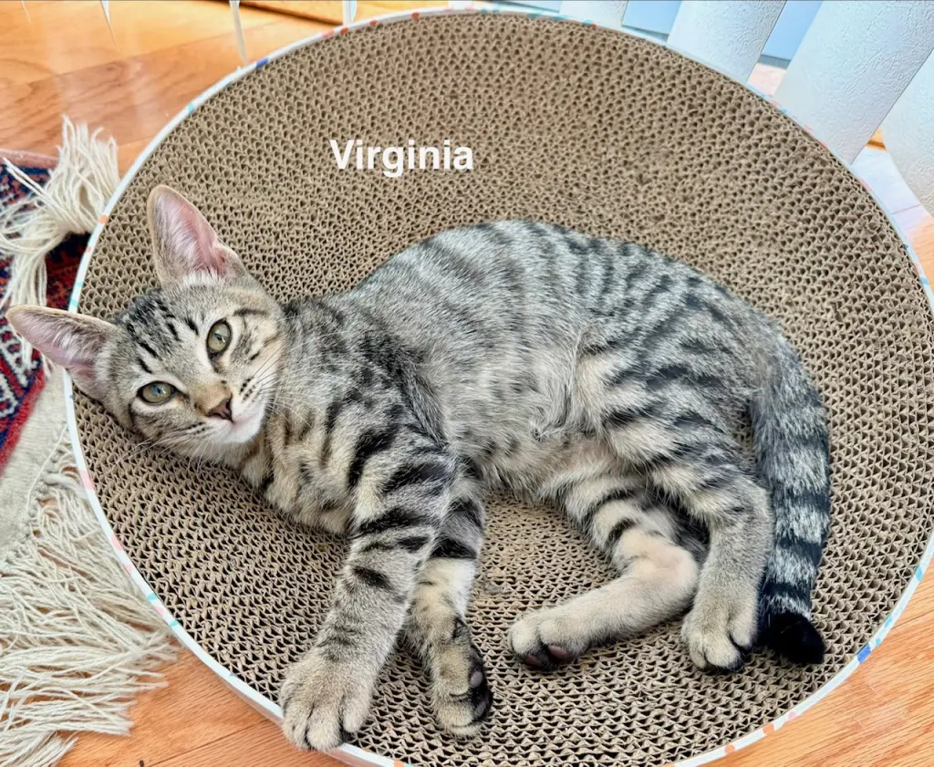 Virginia (1849)
