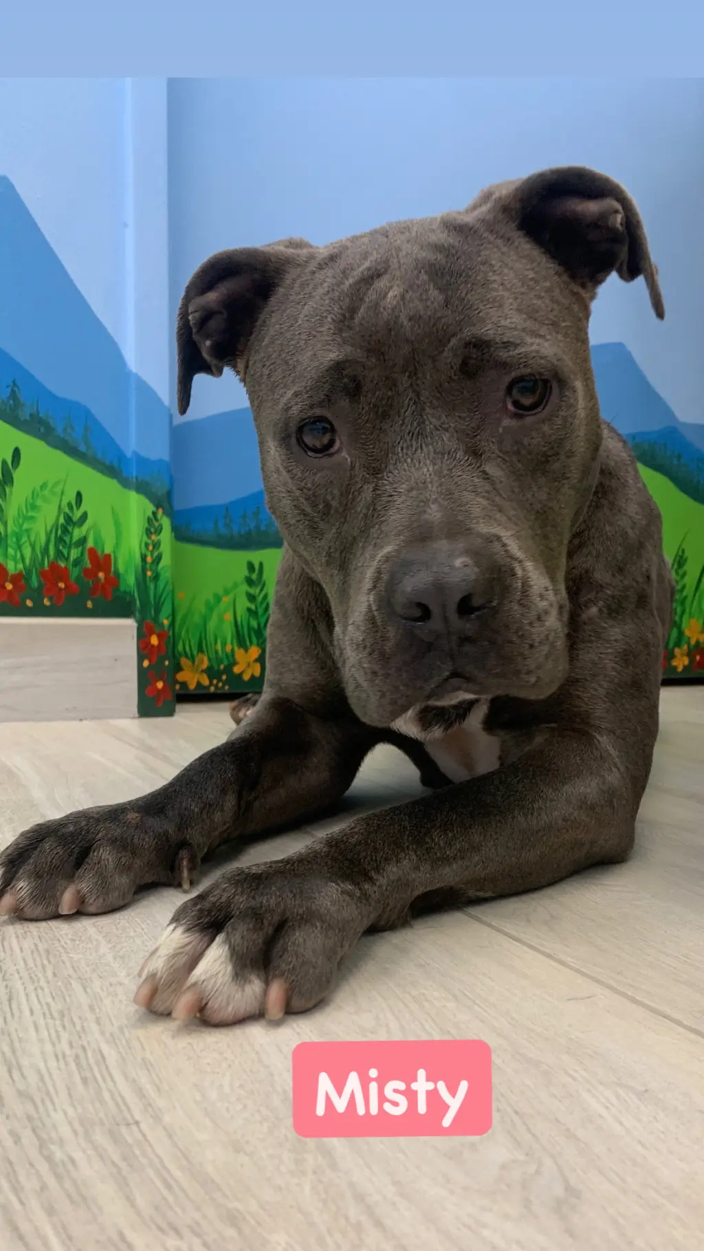 Misty