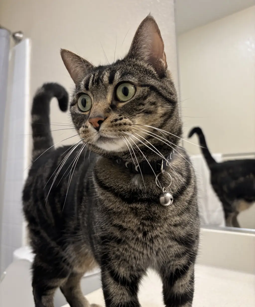 Tigger (Courtesy Post)