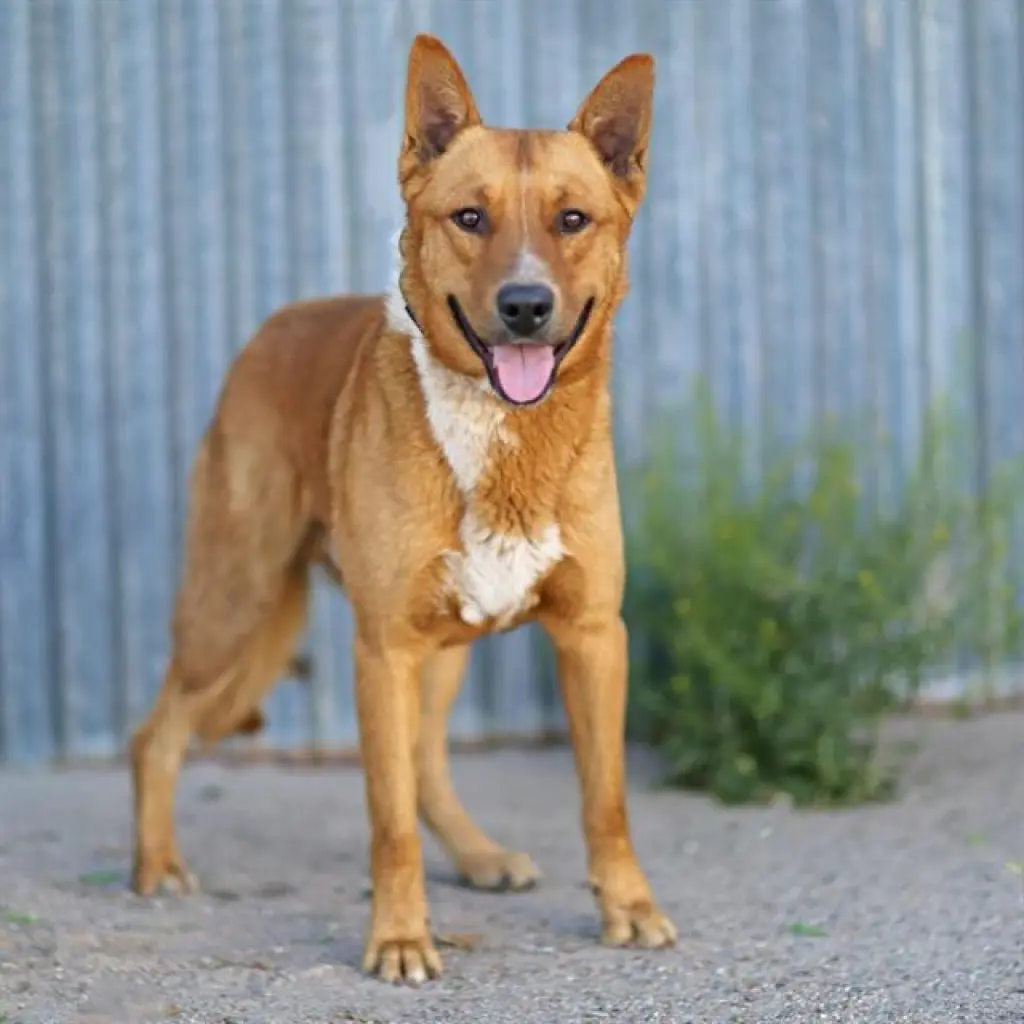CODA