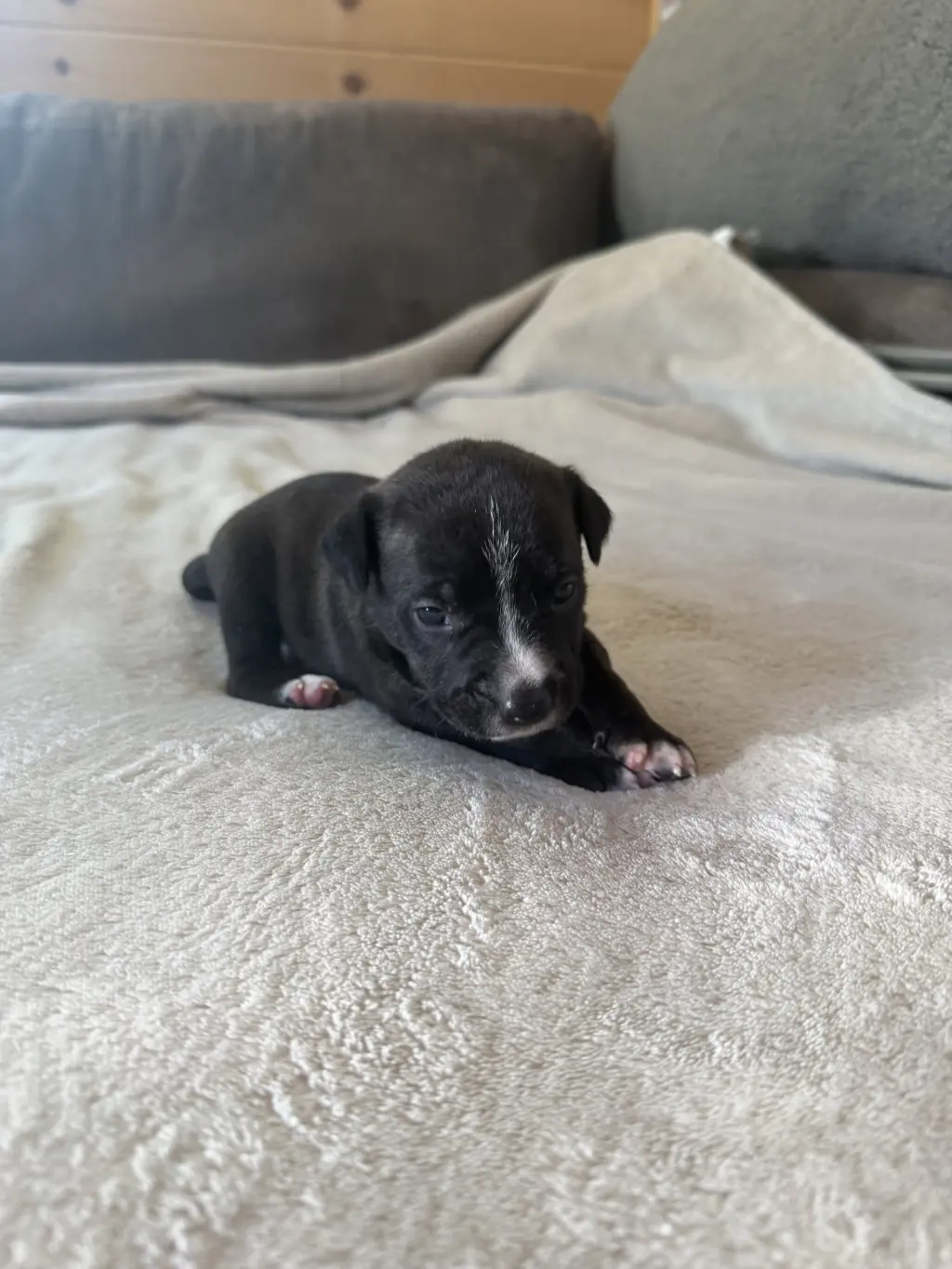 Sierra- Brynns litter