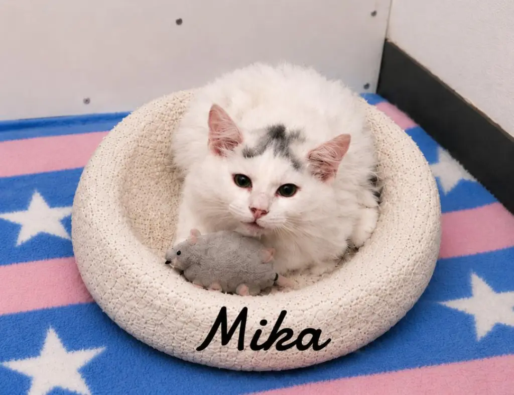 Mika