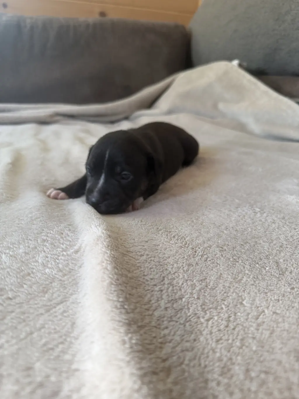 Caroline - Brynns litter