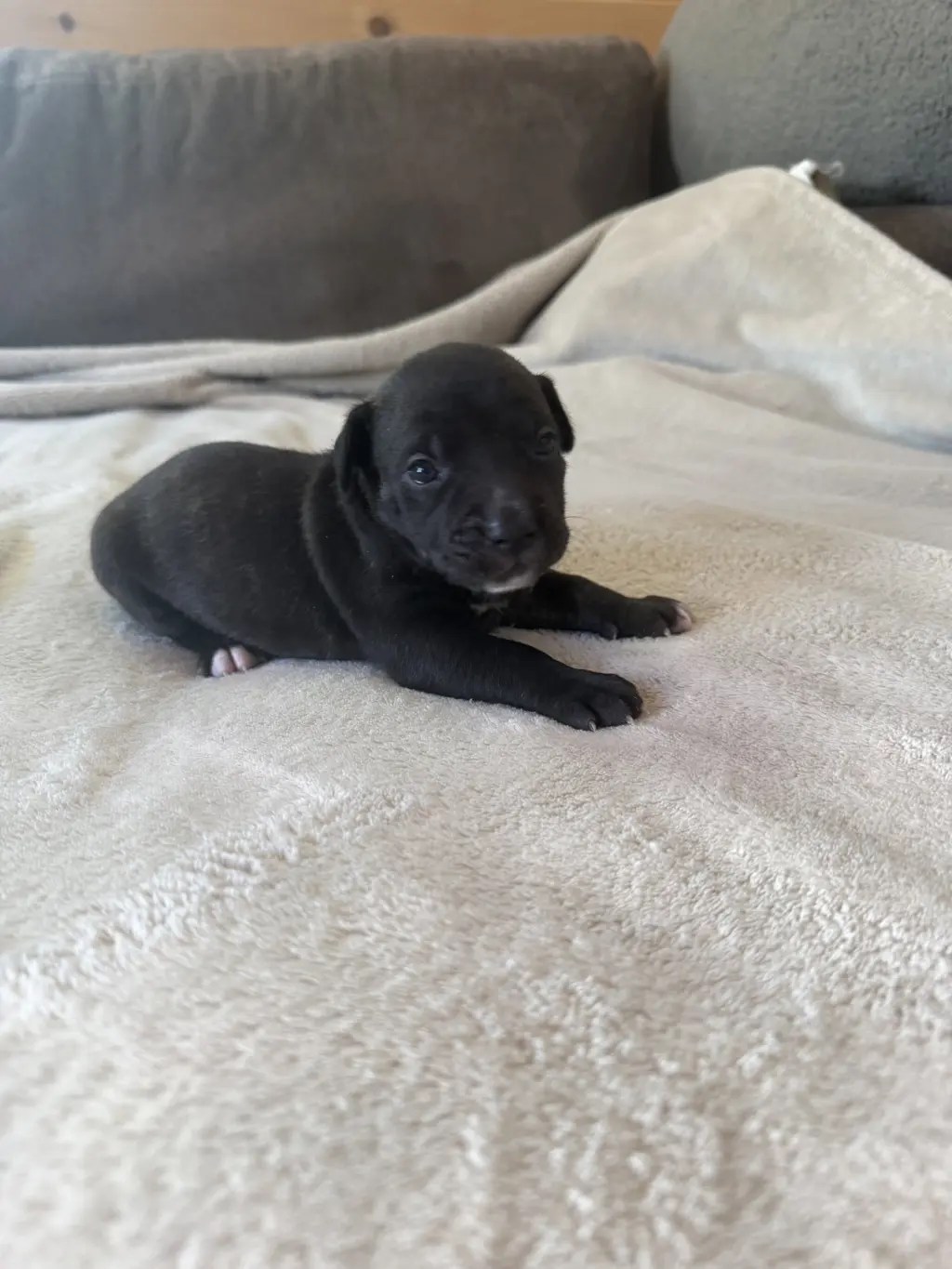 Summer - Brynns litter