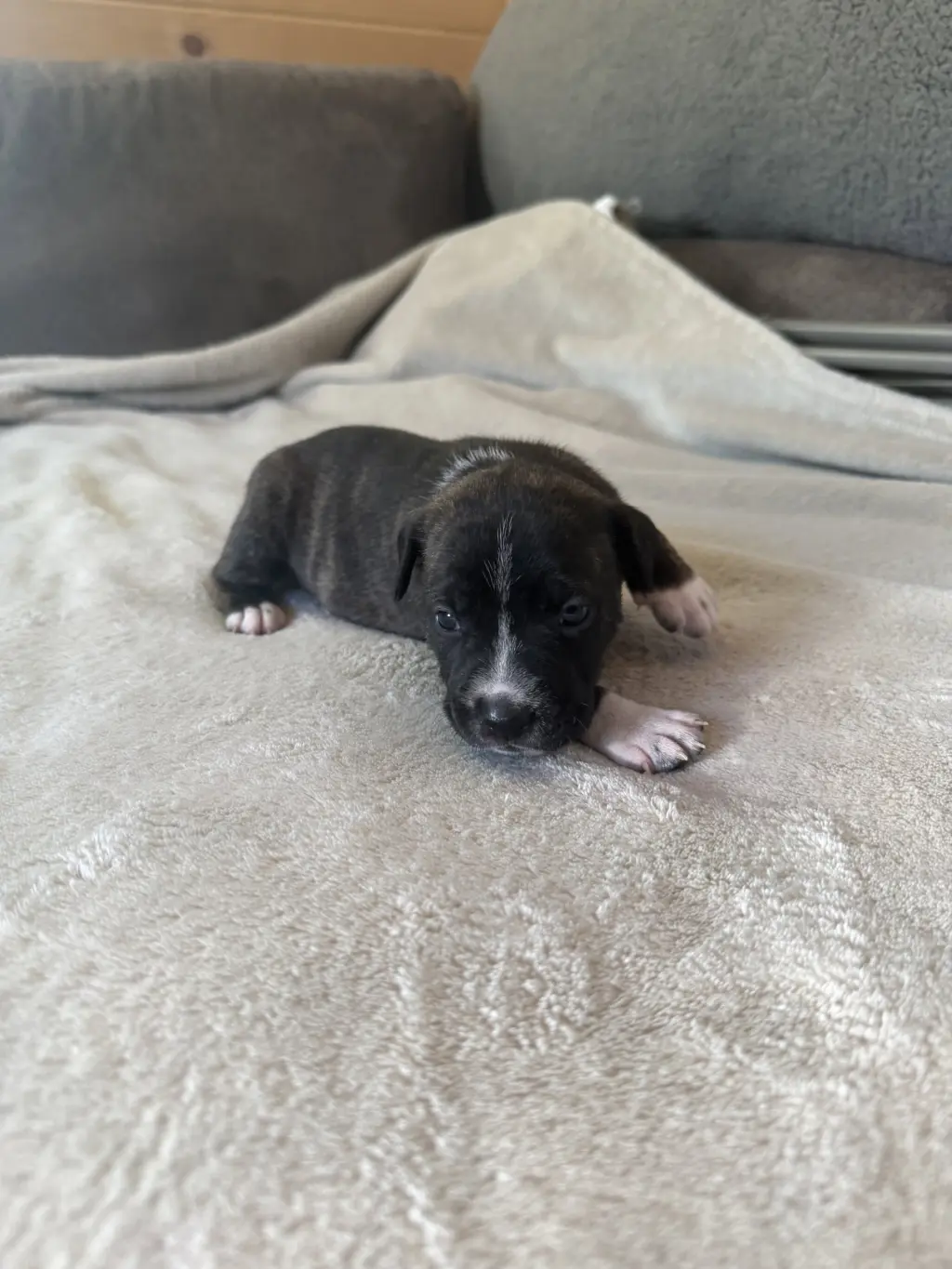 Daisy- Brynns litter